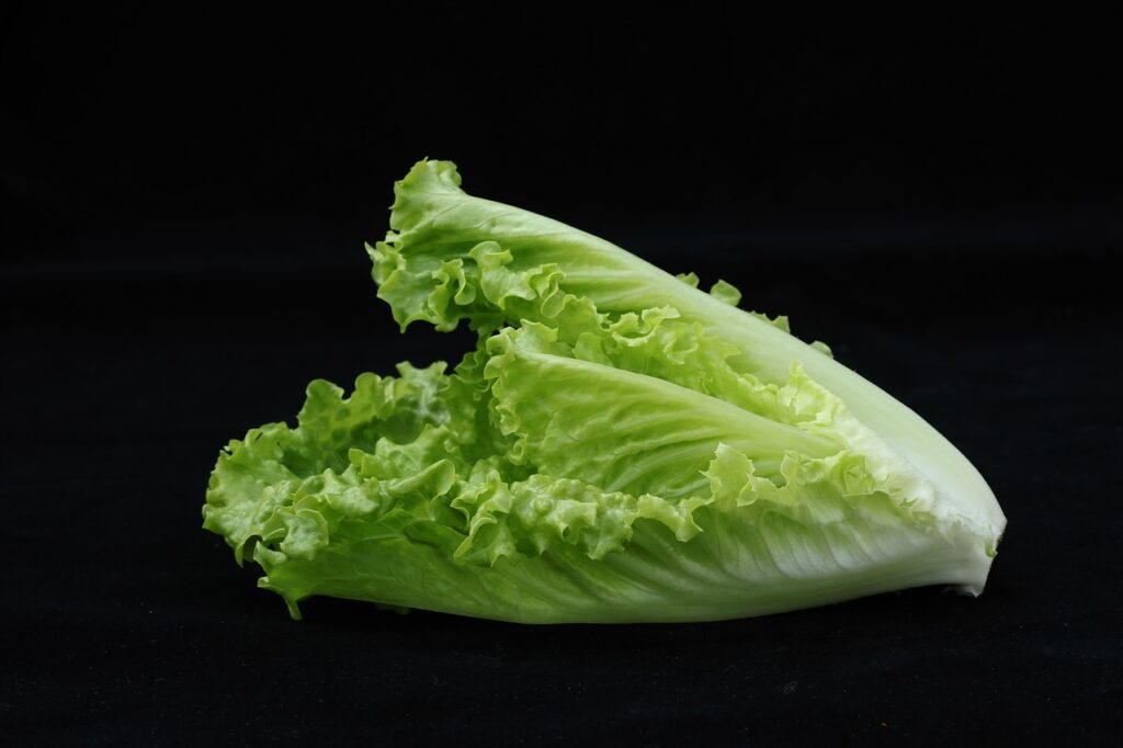 Green leaf lettuce